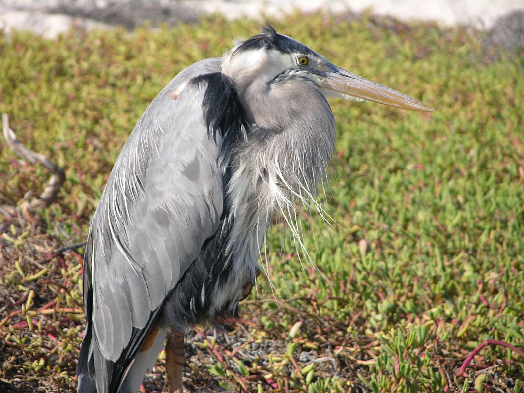 Galapagos 1-2-13 Bachas Great Blue Heron